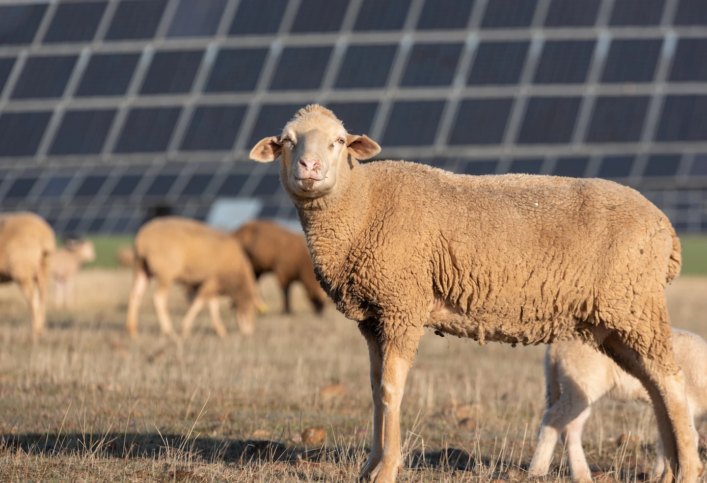 elevage ovin ferme agrisolaire de lassalle